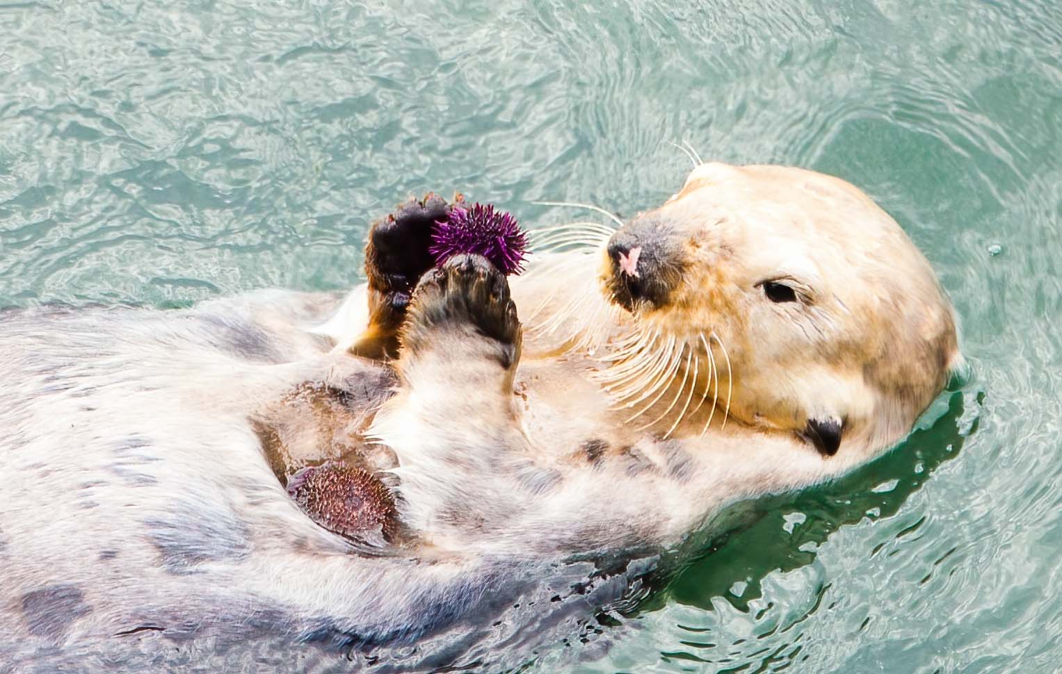 Sea otter eating purple sea urchin | FWS.gov